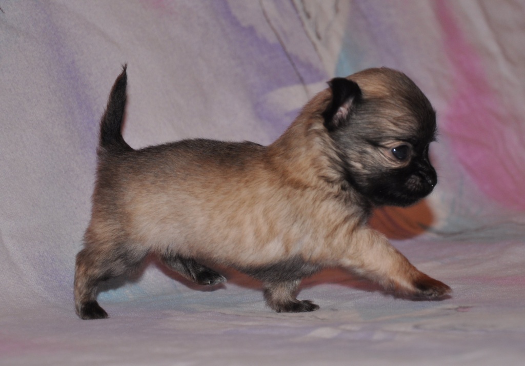 Fantastische, superkleine LH Chihuahuawelpen - Hunde - Maulbronn