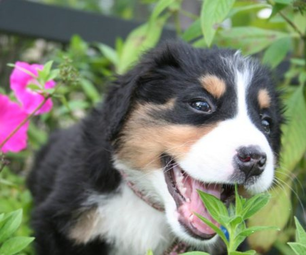Bernersennen- Welpen mit Papieren - Hunde - Frankfurt am Main