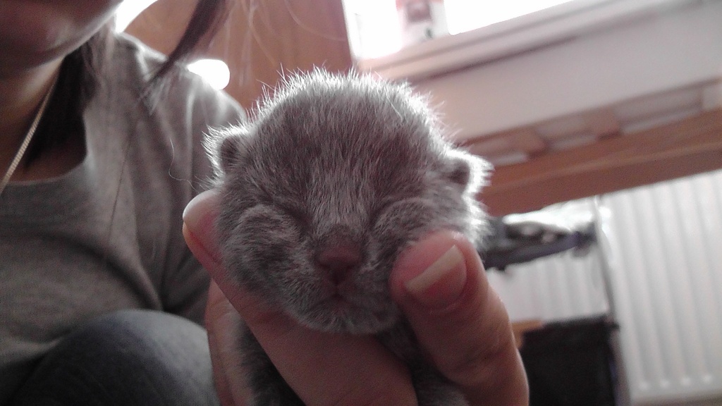 5 süße bkh-kitten - Katzen - Dortmund