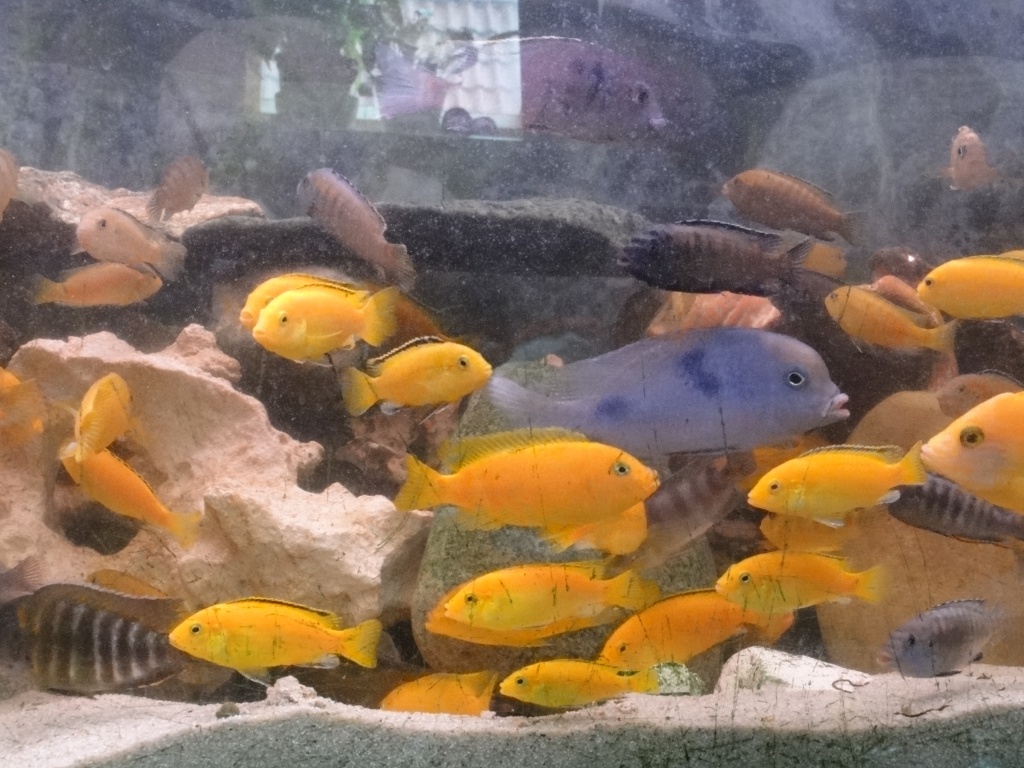 Barsche!!!! verkaufen!!! - Fische - Bad Wildbad