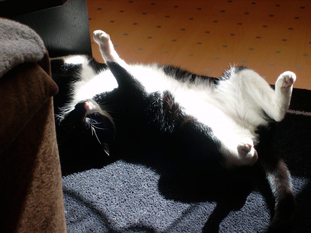 Hilfe Kater Timon sucht dringend neues zuhause!!!! - Katzen - Dortmund