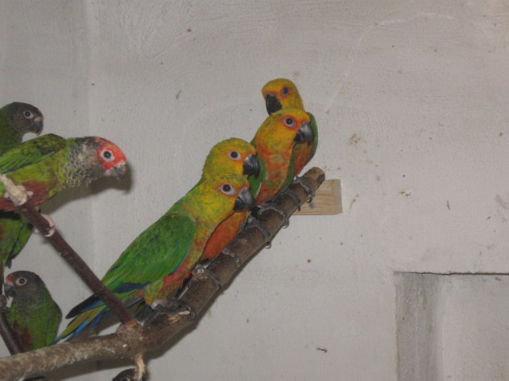 Gebe ab Pyrrhura picta roseifront von 2021 - Voegel - Kirschfurt