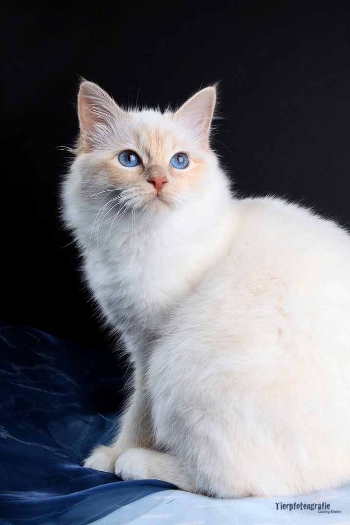 2 junge Birmas m + w creme-point mit Komplettausstattung suchen Kuschelplatz - Katzen - Owen