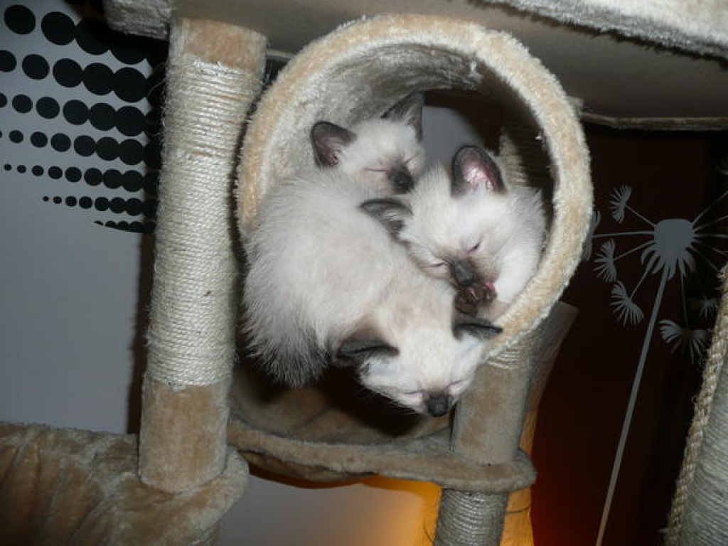 Siam Kitten / Babykatze / Katze zu verkaufen - Katzen - Lahnau