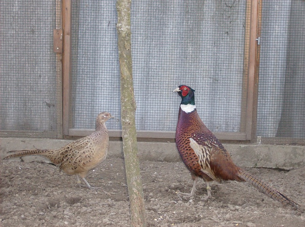 Suche Jagdfasan - Nutztiere - Neuhaus am Inn