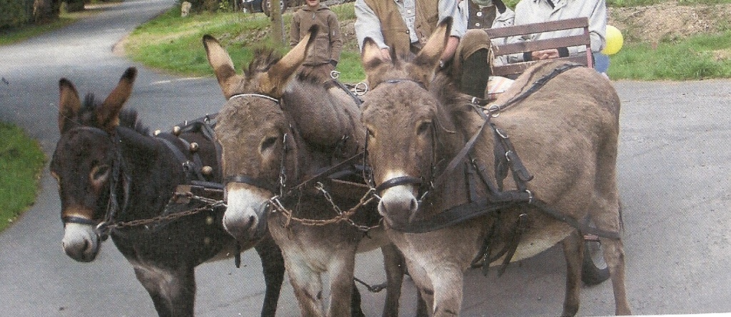 Eselhengst - tragende Eselstuten - Nutztiere - Hallenberg