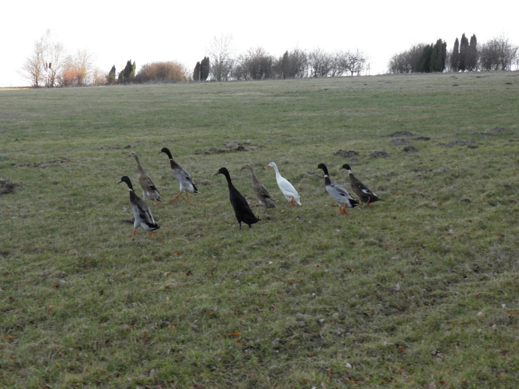 Laufenten Bruteier - Nutztiere - Michelstadt