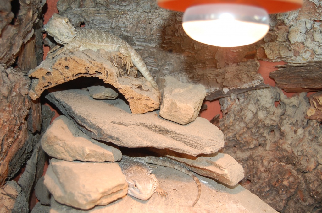 2 Bartagmane + Terrarium und Zubehör abzugeben ( Männchen + Weibchen) - Reptilien - Adorf