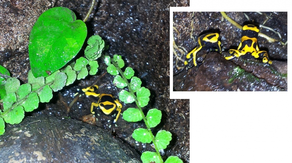 Dendrobates Leucomelas - Amphibien - Dingolfing