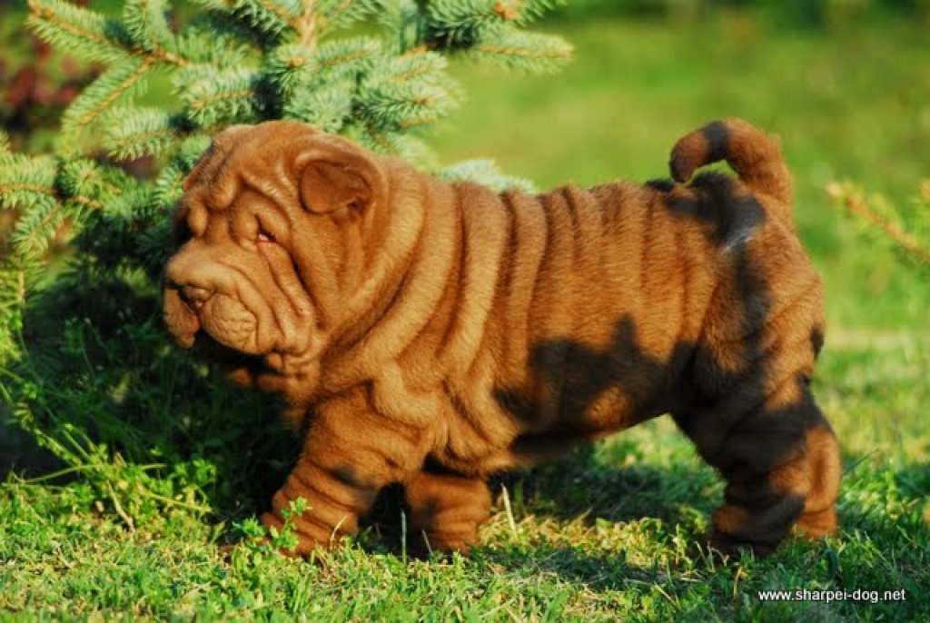 Shar Pei Welpe mit VDH-Papieren abzugeben - Hunde - Braunschweig