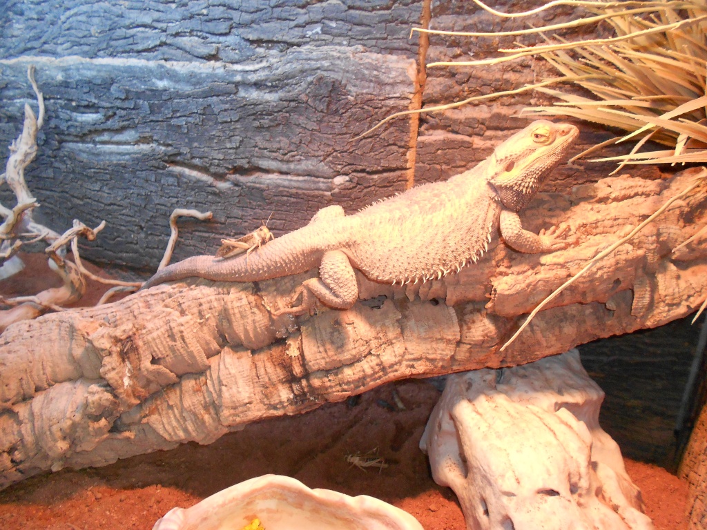 Männliche Bartagame 4 Jahre alt - Amphibien - Mühlheim am Main
