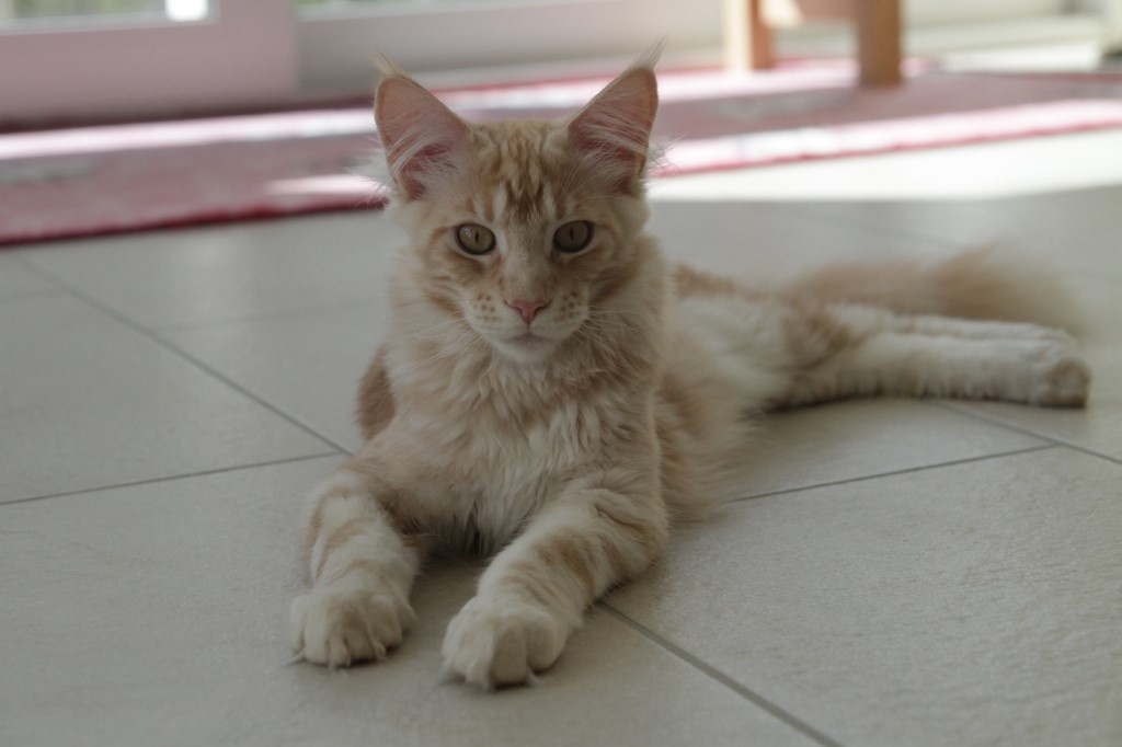 Maine Coon Katerchen Charlie sucht liebes Zuhause - Katzen - Dessau Roßlau