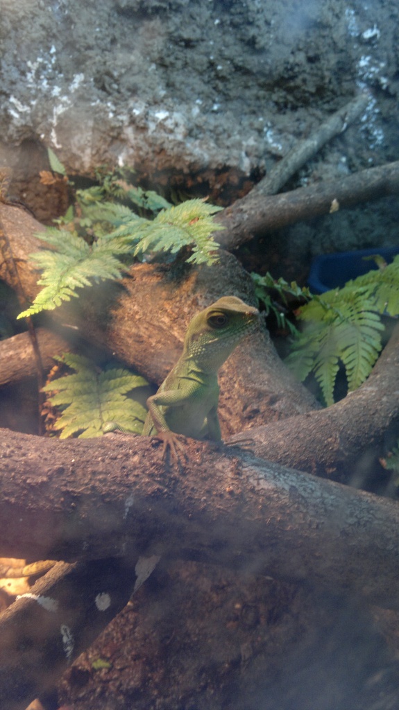 3 Grüne Wasseragamen (Physignathus cocincinus) - Reptilien - Jessen Elster