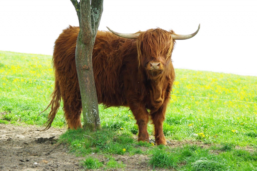 Schottische Hochlandrinder zu verkaufen - Nutztiere - Seitenstetten