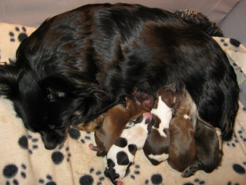 Chihuahua-Welpen mit Ahnentafel - Hunde - Weimar