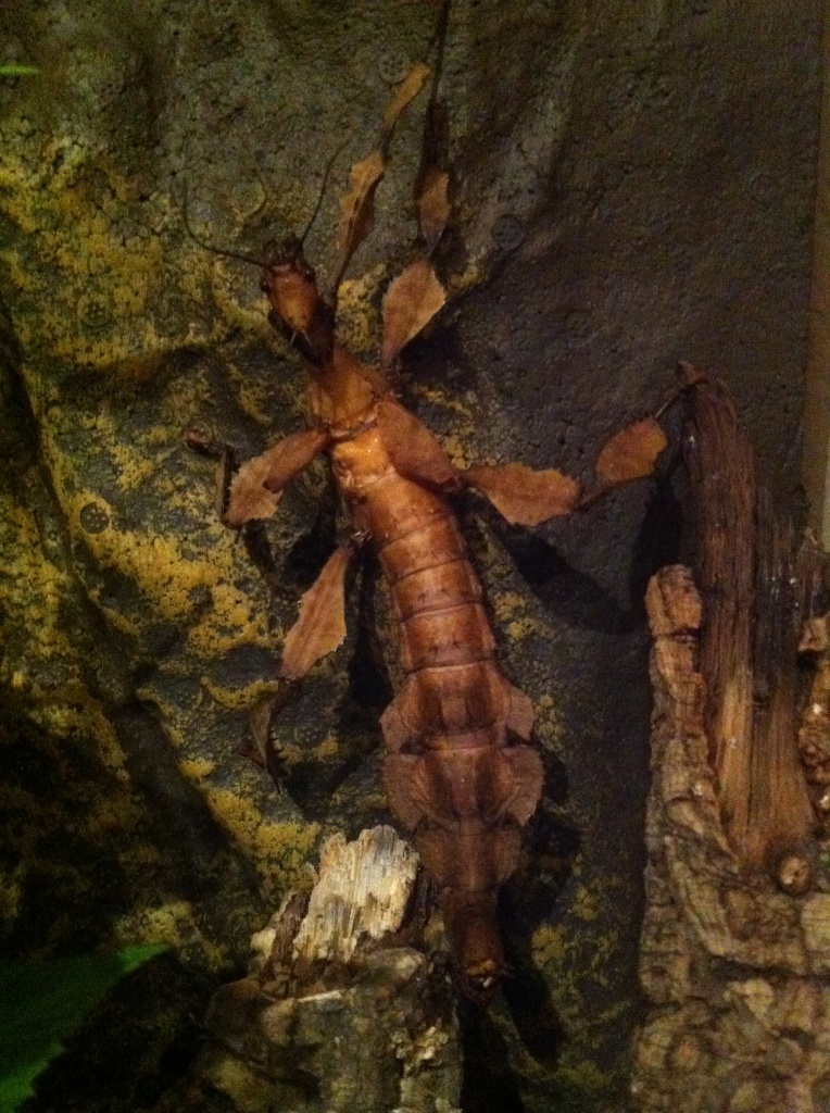 Extatosoma tiaratum / Gespenstschrecken & verschiedene Stabschrecken - Insekten - Nußdorf