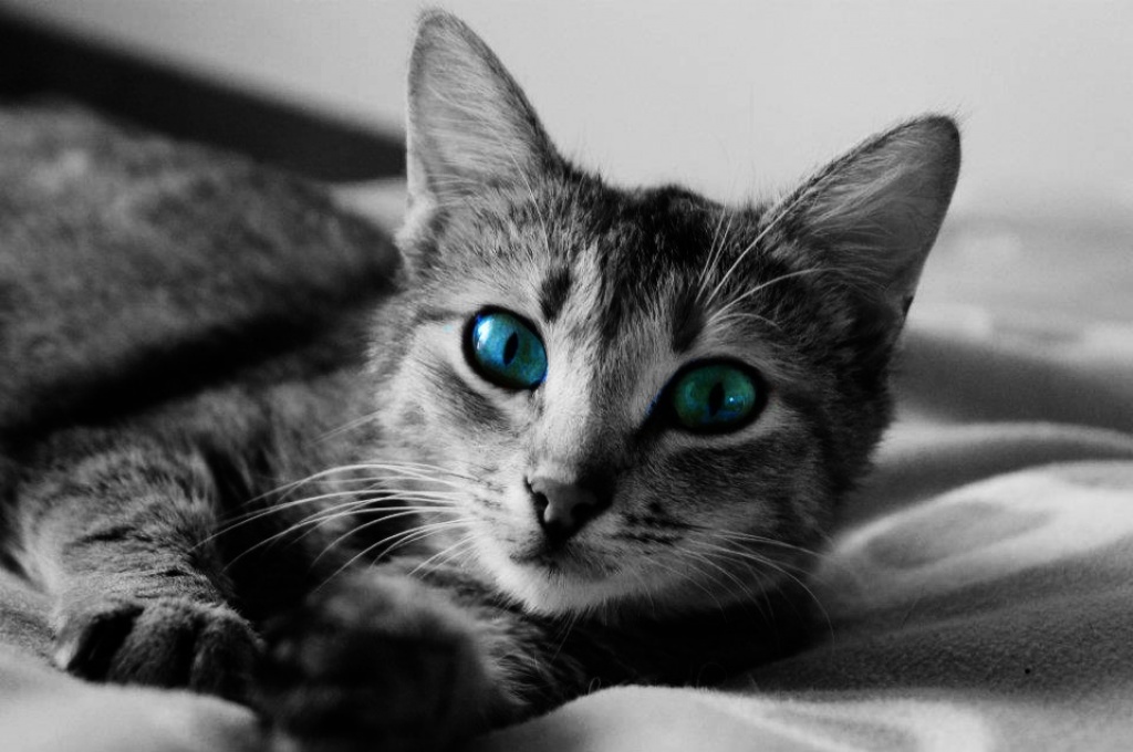 Dringend Flugpaten von Varna (Bulgarien) im JUNI nach München gesucht! - Flugpaten - Kempten Allgäu