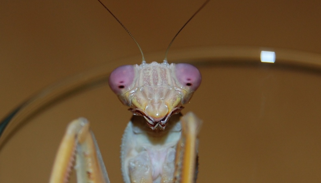 Sphodromantis gastrica - Gottestanbeterin - Manits - Insekten - Höxter