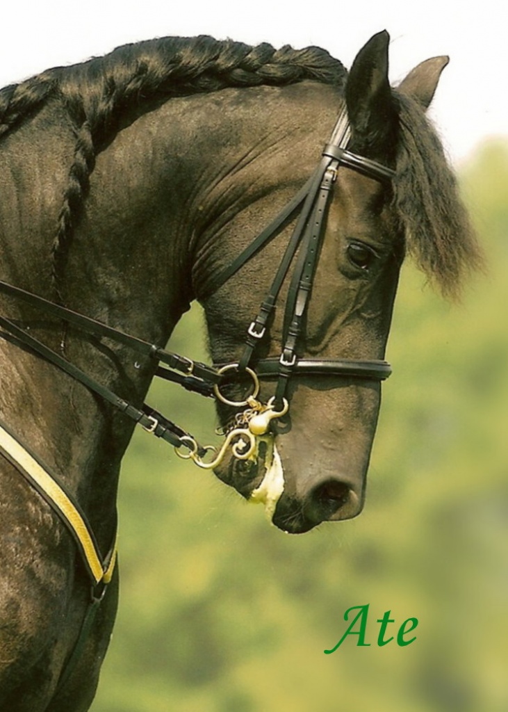 Mobiler Reitunterricht, klassisch barock, Langzügelarbeit, gewichtslose Arbeit a - Reitunterricht - Marl