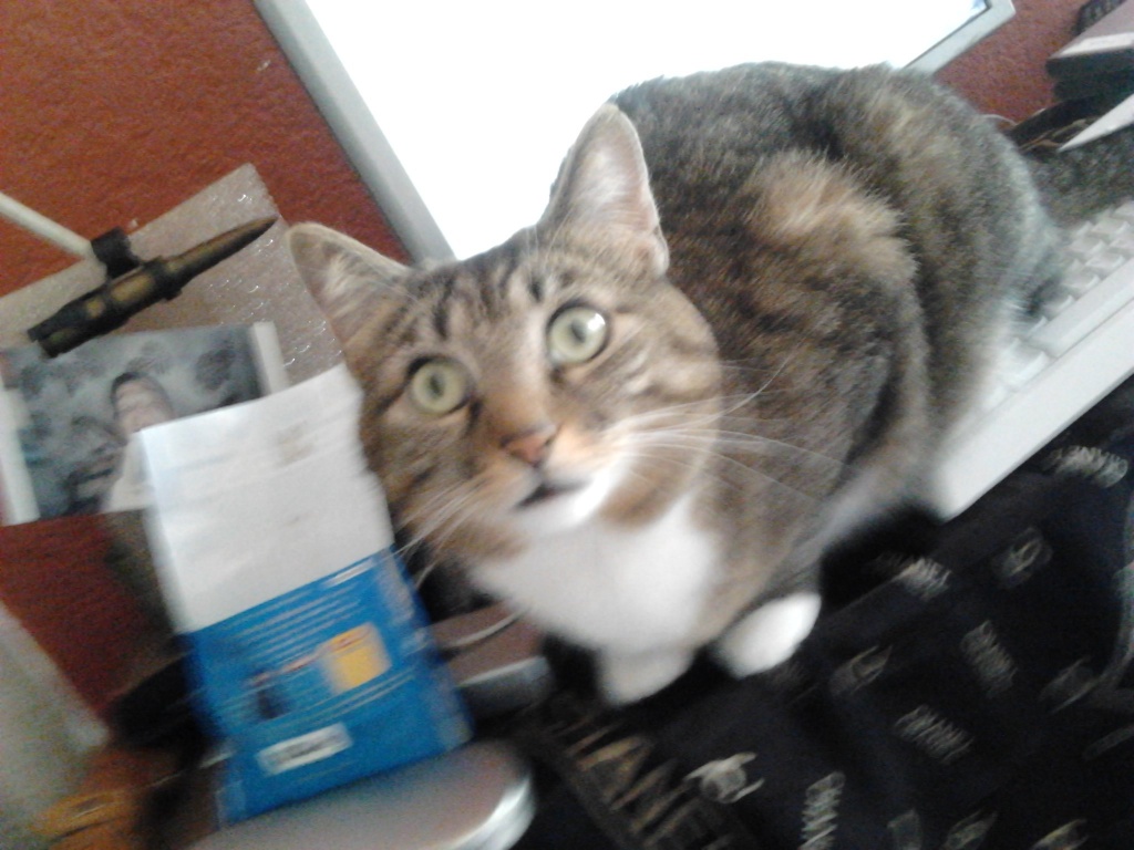 Grau-getigerter Kater seit 08.05.2021 in 61231 Bad Nauheim vermisst - Entlaufen Zugelaufen - Bad Nauheim
