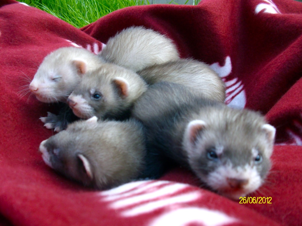 Frettchenwelpen - Nagetiere - Weilmünster