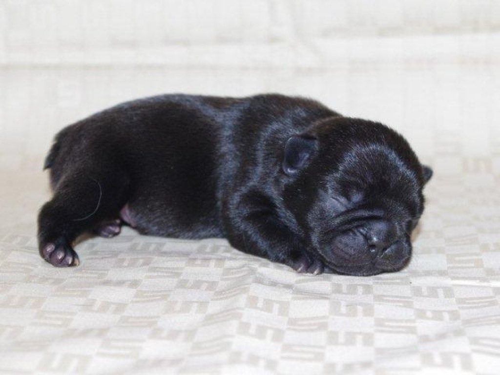 Freiatmende Französische Bulldoggen Welpen - Hunde - Frankfurt am Main