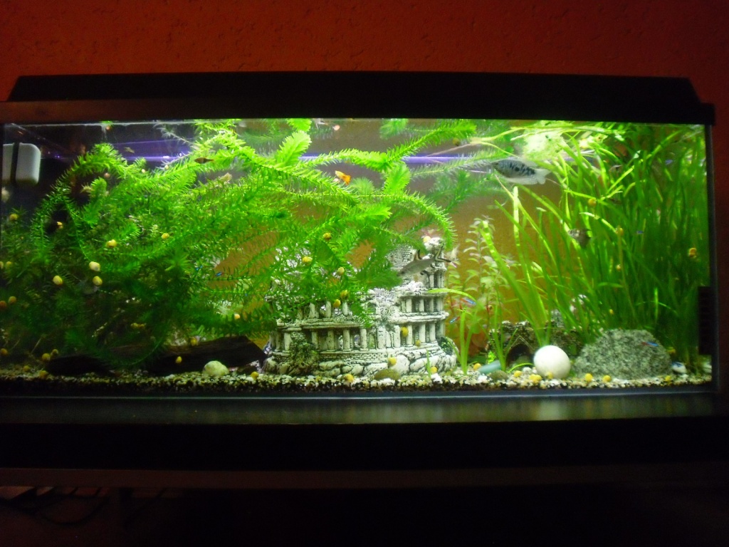 Großes 300-Liter-Aquarium inkl.  neuer  Pumpe für 120 Euro VB - Fische - Bad Saulgau