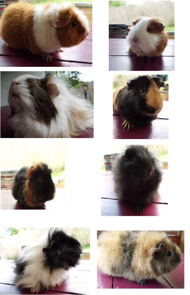 Meine süßen meeris suchen ein neues zuhause - Nagetiere - Suhl