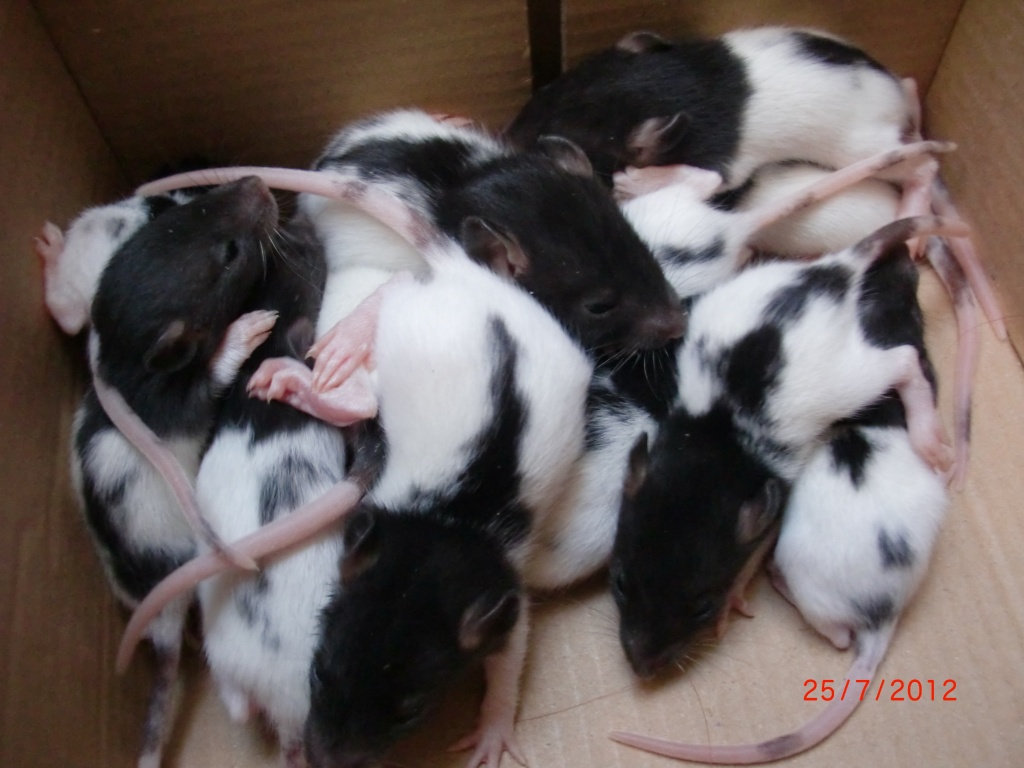16 Rattenbabys ab anfang August abzugeben - Nagetiere - Ranschbach