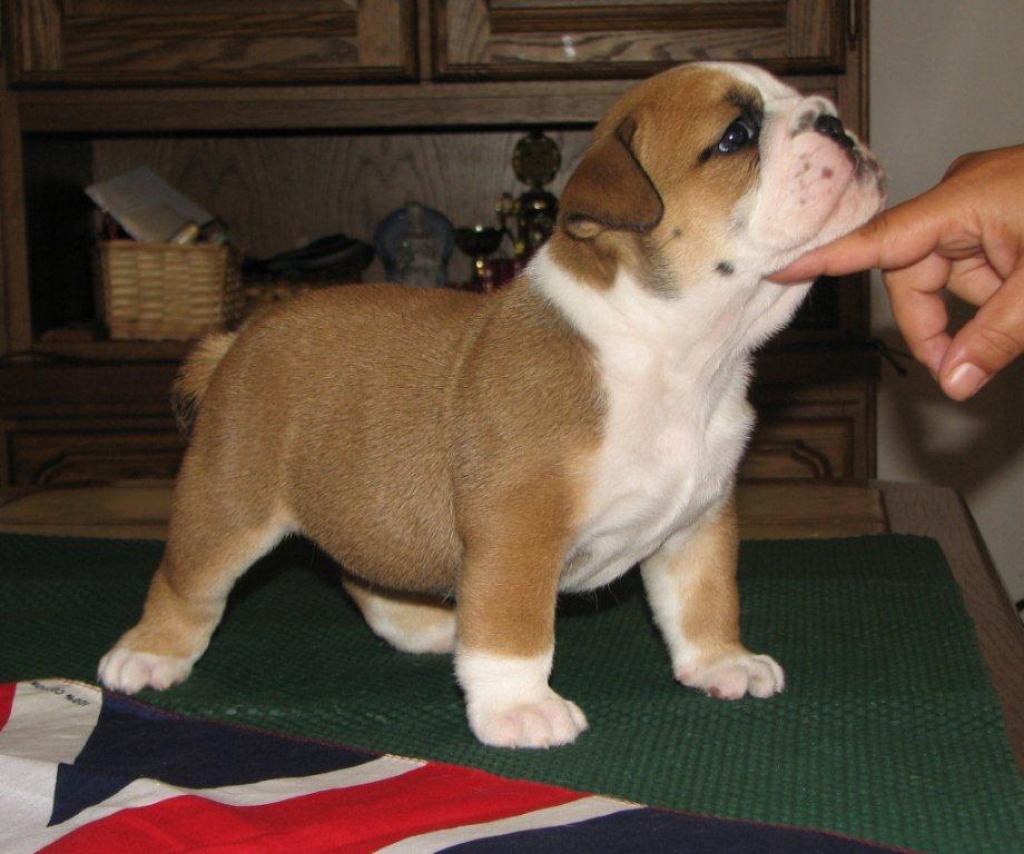 Englische Bulldogge Welpen - Hunde - Brno