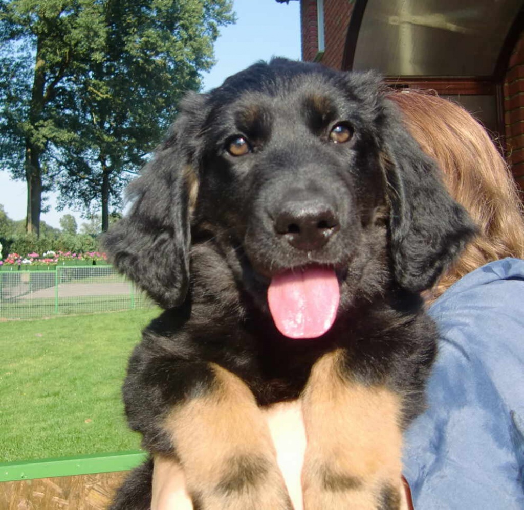 Hovawart - Welpen mit Papieren - Hunde - Ostbevern