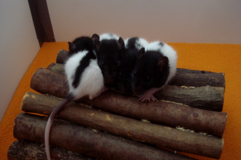 Rattennachwuchs sucht neues Zuhause - Nagetiere - Dresden