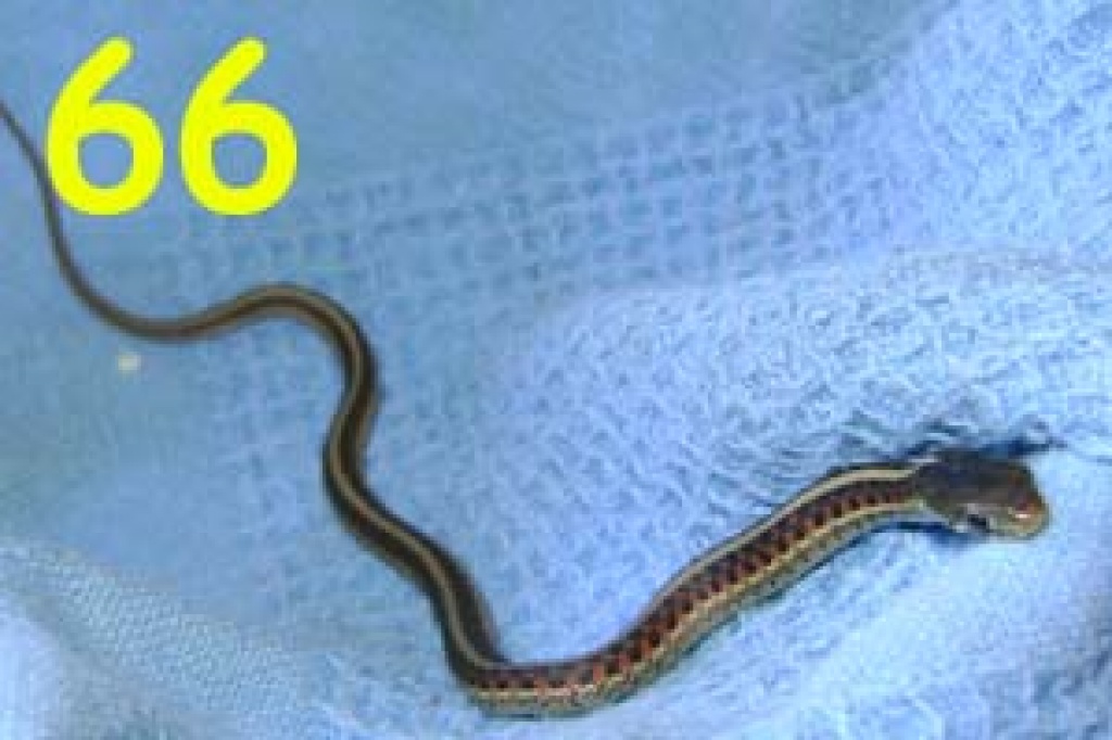 Rotseitenstrumpfbandnatter (Thamnophis Sirtalis Parietalis) ab 50 Euro - Reptilien - Wilhelmshaven