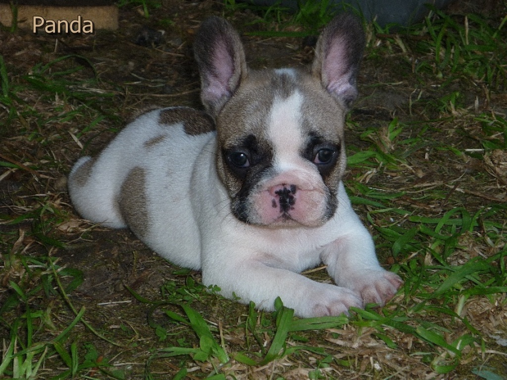 Französische Bulldoggenwelpen Panda & Snoopy - Hunde - Maxhütte Haidhof
