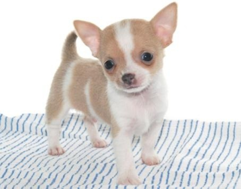 *ZUCKERSÜSSE * MINI CHIHUAHUAWELPEN *   IN * TRAUMHAFTEN * FARBEN ** - Hunde - Butzbach