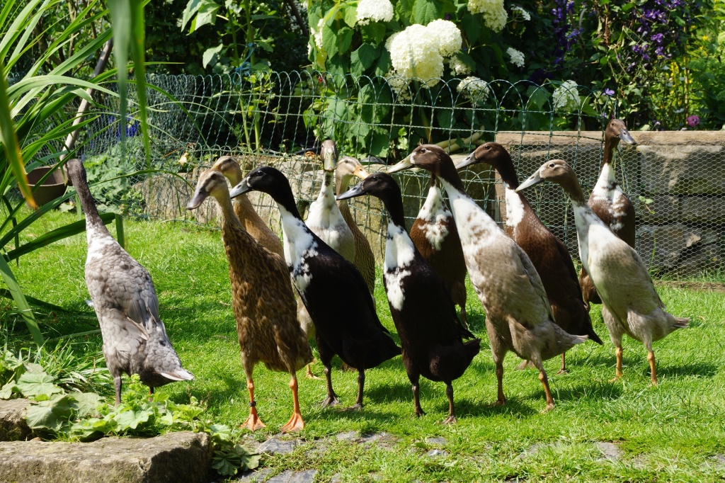 Wunderschöne Indische Laufenten abzugeben - Nutztiere - Schrecksbach
