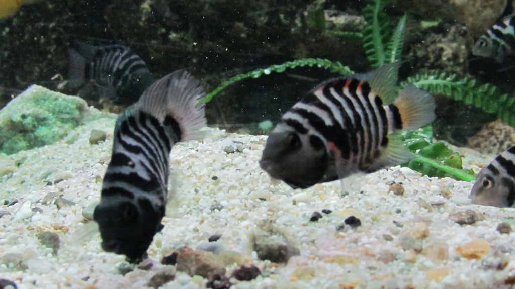 Aquarium mit Barschen und Zubehör günstig abzugeben - Fische - Burghaun