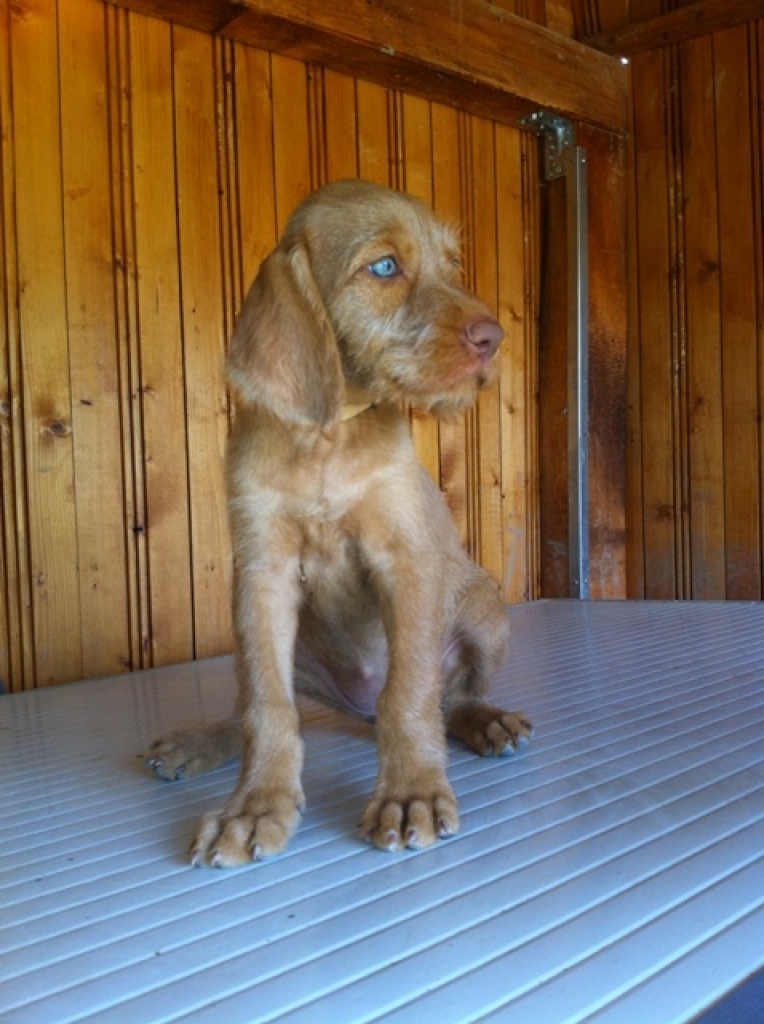 Seltene Magyar Vizsla Drahthaar Welpen nur noch eine Hündin und einer Rüde frei! - Hunde - V m nd, HU