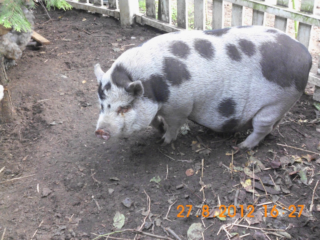 Hängebauchschwein - Nutztiere - Lengerich
