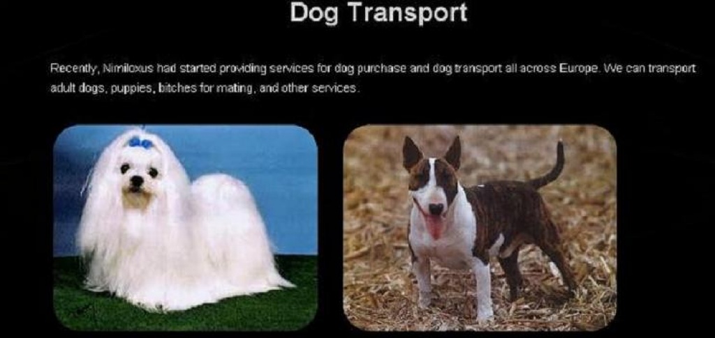 Tiertransport - Sonstiges - Wien