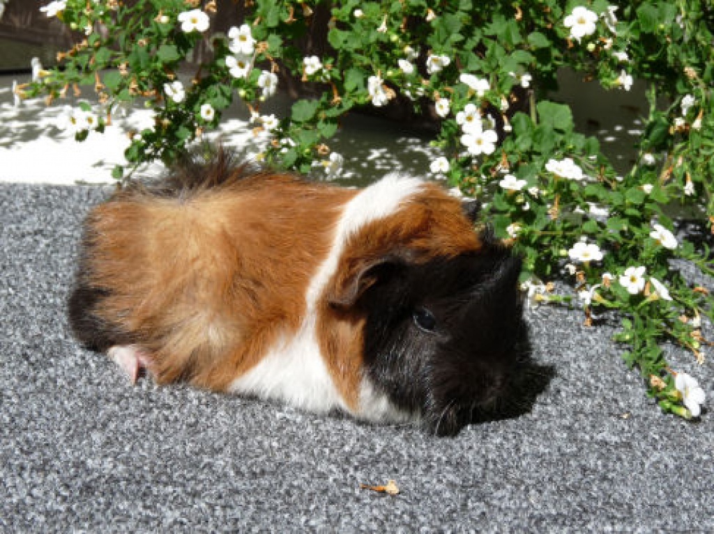 Meerschweinchen suchen neues zuhause - Nagetiere - Nürnberg