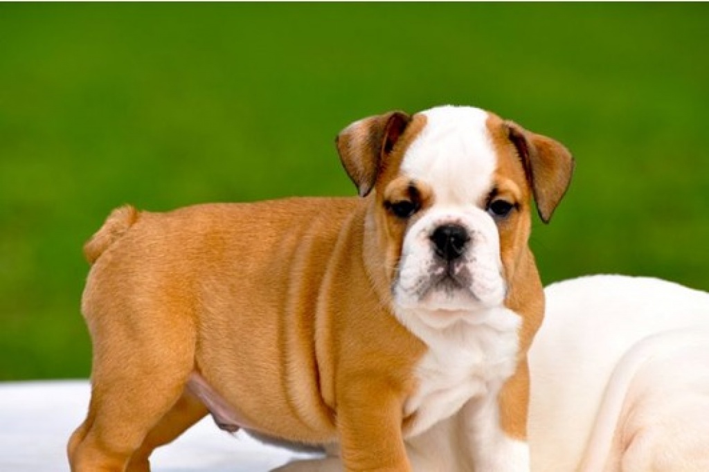 Wunderschöne englisch. Bulldoggen-Welpen - Hunde - Frankfort am Main