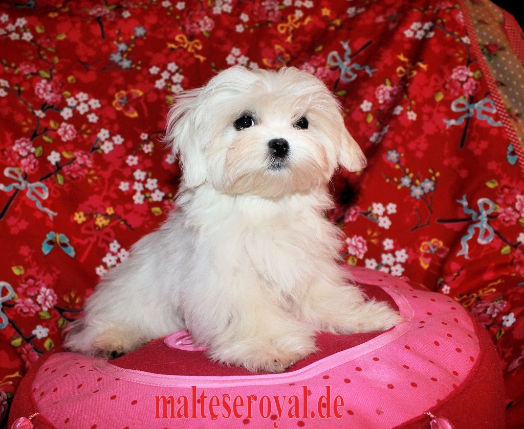 Malteser,Malteserwelpen, Minimalteser Welpen, selten, exclusiv und traumhaft sch - Hunde - Cochem