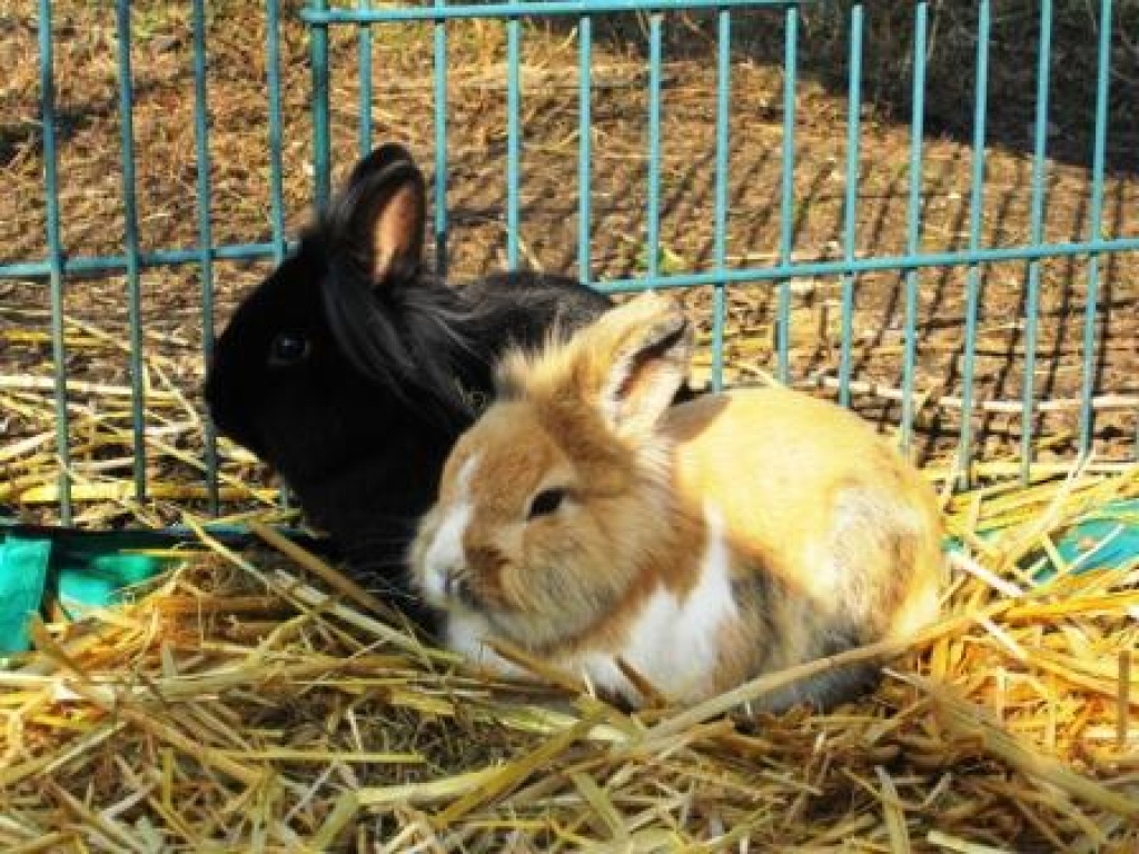 Löwenkopfbock Pino - Nagetiere - Lage