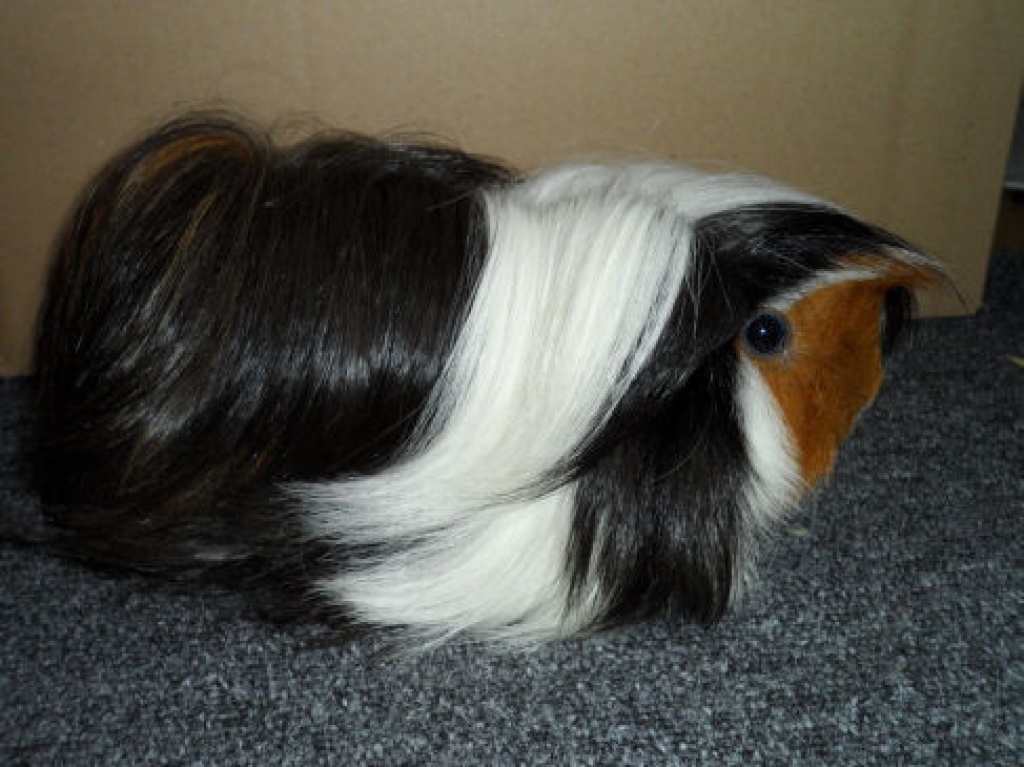 Meerschweinchen Mädel - Nagetiere - Nürnberg