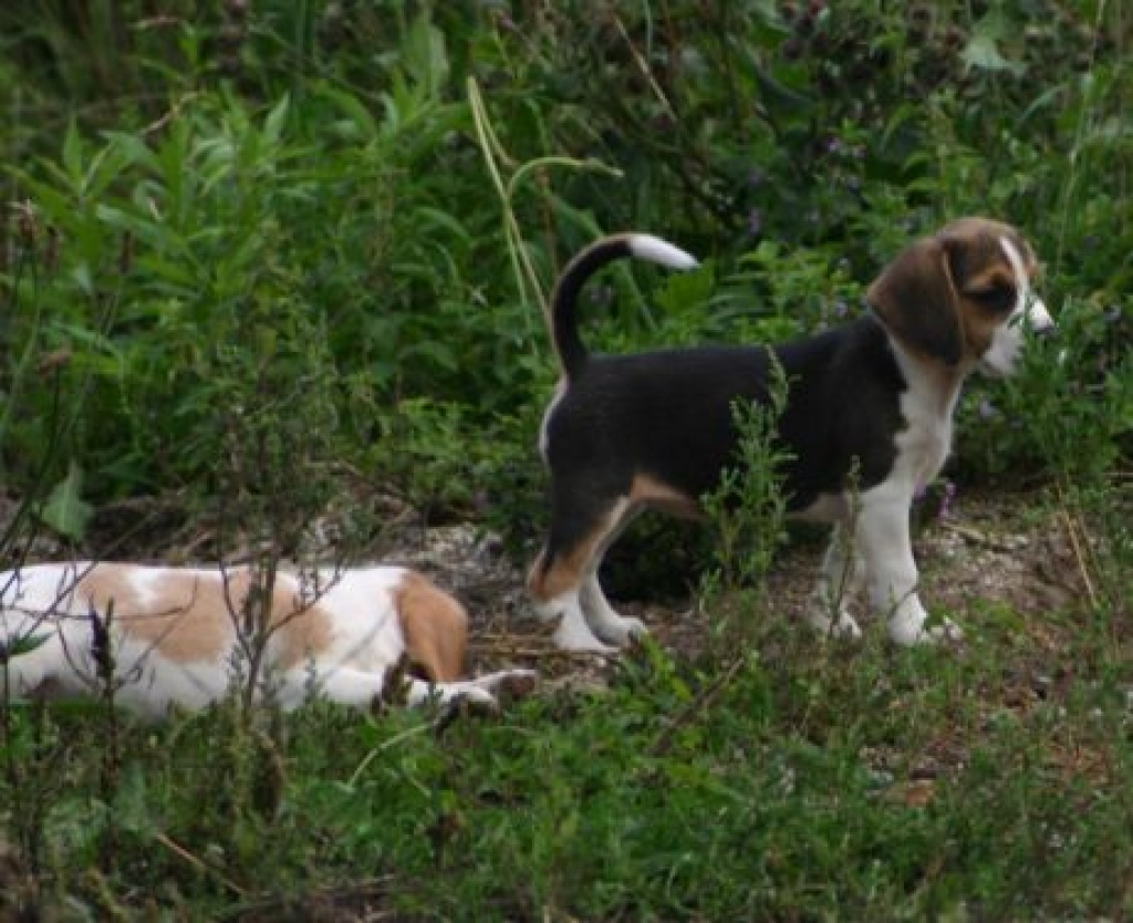 Wunderschöne Beaglewelpen o.P in gute Hände abzugeben - Hunde - Osterhofen
