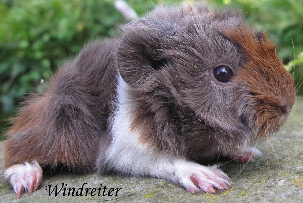 Peruaner Meerschweinchen auch Glatthaar Klein und Gross auch Satin - Nagetiere - Remagen