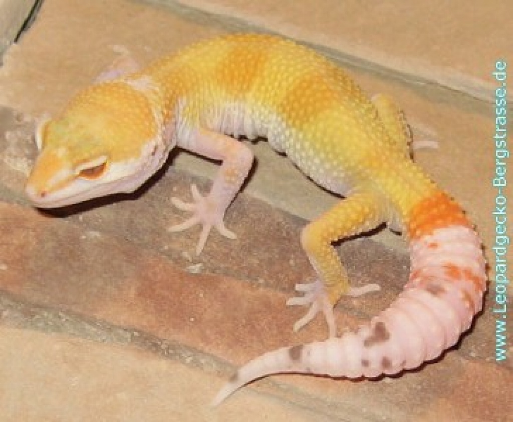 PLZ 664625, Leopardgeckos NZ 2021 und adulte Tiere abzugeben - Reptilien - Bensheim
