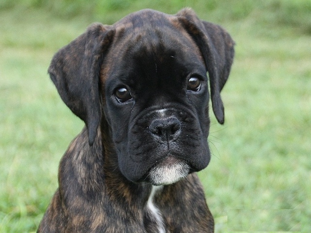 Süße Boxerwelpen suchen ein neues Zuhause! - Hunde - Köln