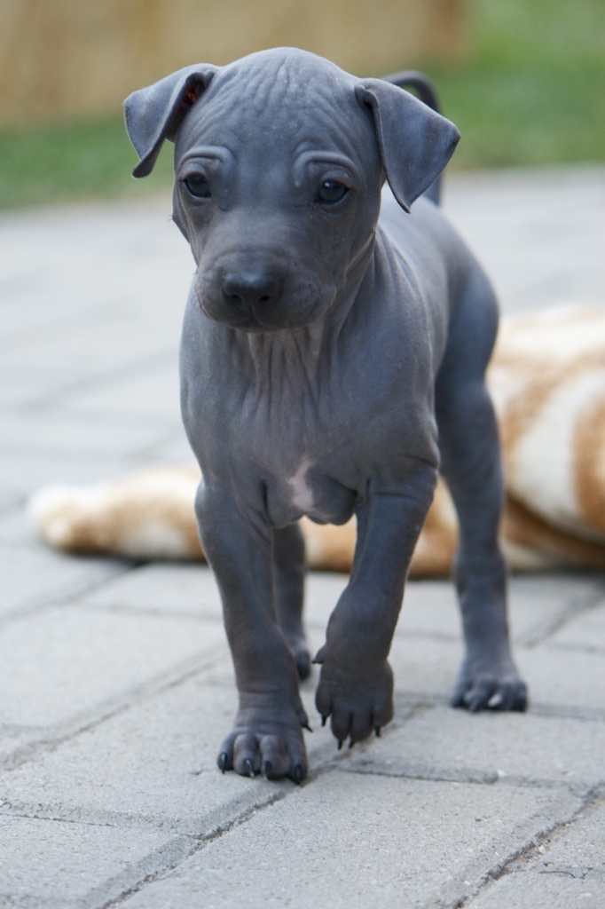 American Hairless Terrier puppies - we have 2 solid blue boys available - SHOW / - Hunde - Nitra